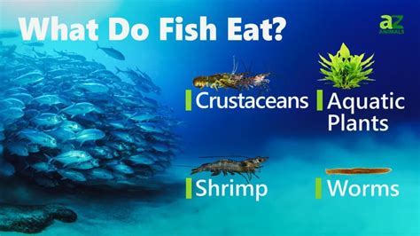 [GUIDE] What your fish EAT .